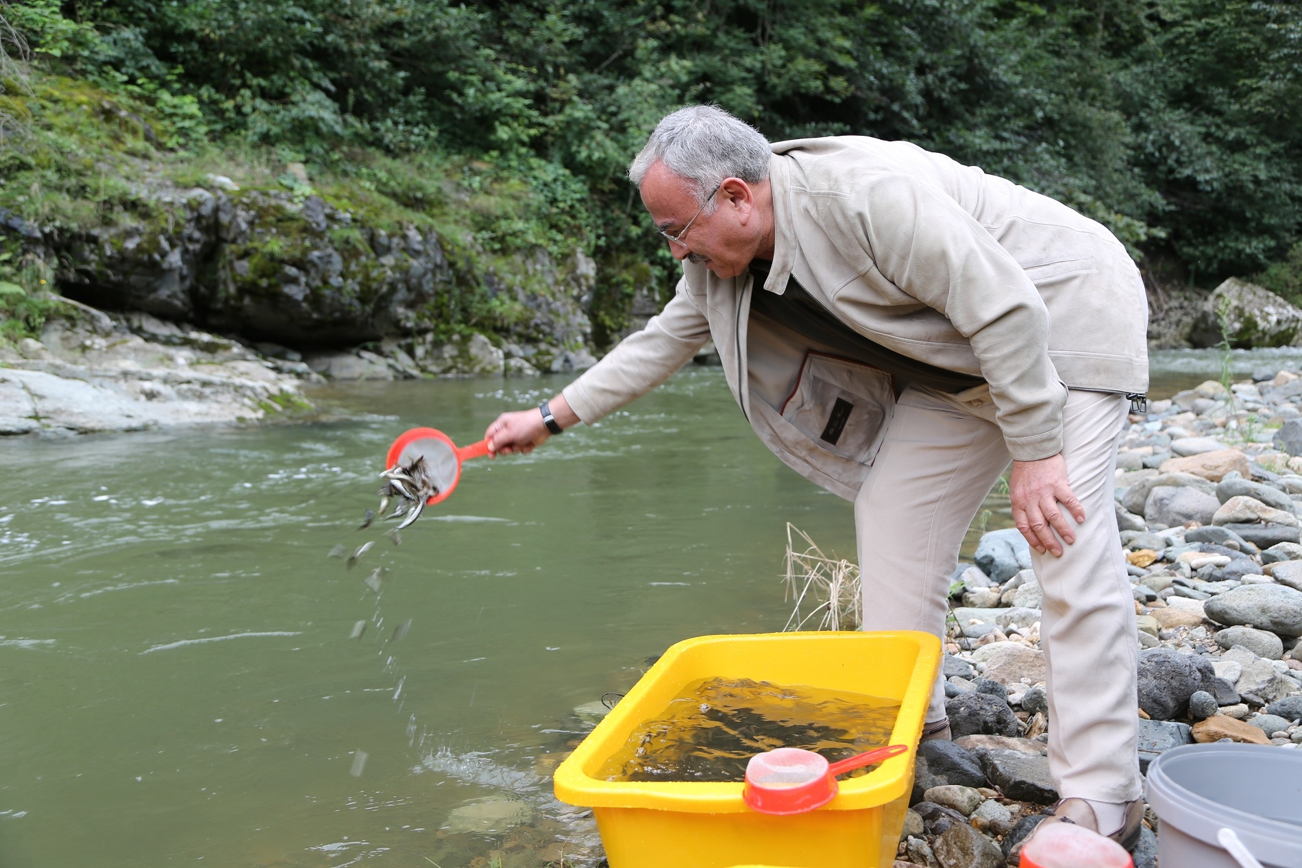 50 BİN ADET KIRMIZI BENEKLİ ALABALIK YAVRUSU IRMAKLA BULUŞTU